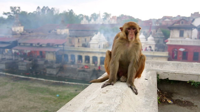 Monkey sitting on wall, pashupatinath temple, kathmandu, nepal