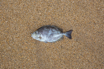 Fish died on the beach