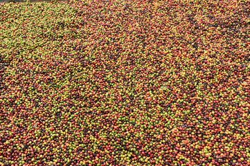 fresh coffee beans before roast.