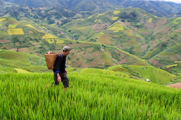 Fototapeta na wymiar old farmer works and carries baskets on his shoulder in the field of rice on rice terraces