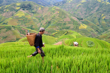 Fototapeta na wymiar old farmer works and carries baskets on his shoulder in the field of rice on rice terraces
