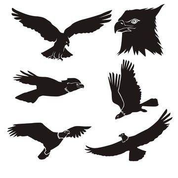 eagle silhouette logo icon vector