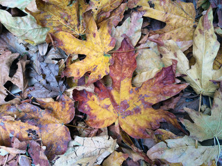 Autumn Leaves Color the Forest Floor.