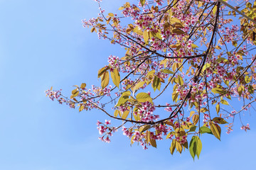 Prunus cerasoides blossom or cherry blossom Thailand, blur and select focus