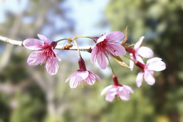 Naklejka na ściany i meble Prunus cerasoides blossom or cherry blossom Thailand, blur and select focus