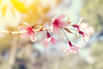 Fototapeta na wymiar Prunus cerasoides blossom or cherry blossom Thailand, blur and select focus
