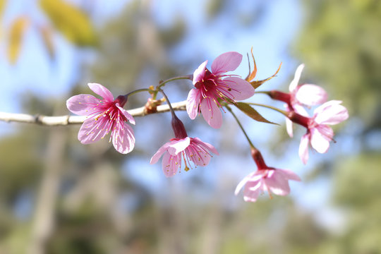 Prunus cerasoides blossom or cherry blossom Thailand, blur and select focus