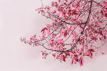 Obraz premium Prunus cerasoides blossom or cherry blossom Thailand, pink color tone, blur and select focus 0