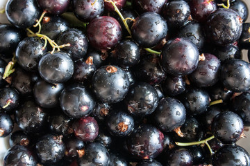 the washed blackcurrant berries with water drops