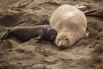 Mother and Pup Elephant Seal - a female elephant seal and her pup on a beach on the Central California coast, shortly after the pup's birth