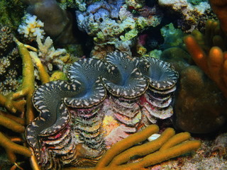 Fototapeta na wymiar Enormous clam, Island Bali