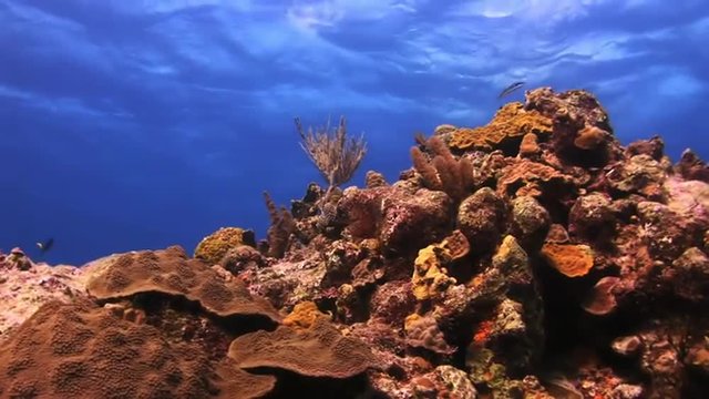 Beautiful coral on a background of blue sea surface in Bahamas. Amazing, beautiful underwater world Bahamas and the life of its inhabitants, creatures and diving, travels with them. 