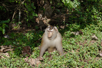 Monkey in nature, Thailand