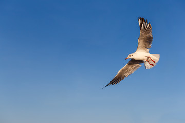 Obraz premium Flying gull