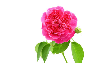 fresh rose from garden isolated on white background