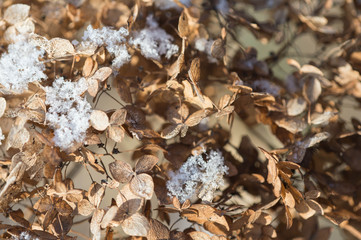 Dry flower hydrangea sprinkled with snow