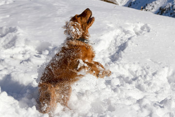 spaniel in the snow