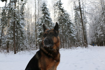 Собака овчарка на снегу в зимний день