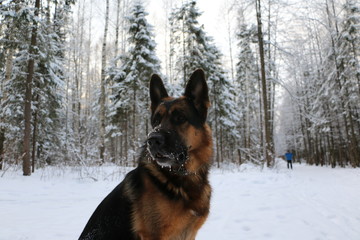 Собака овчарка на снегу в зимний день