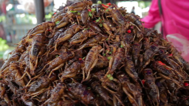 notorious bug eating of asia