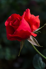 red rose close up