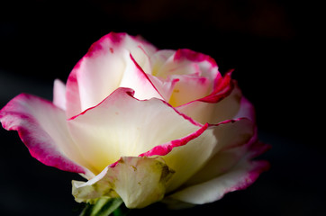 Fototapeta na wymiar Beautiful pink and white rose flower in dark background