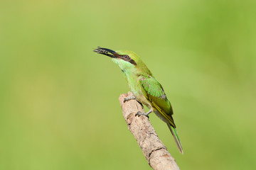 Green Bee Eater