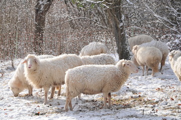 Obraz premium flock, sheep