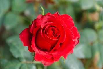 red rose close up