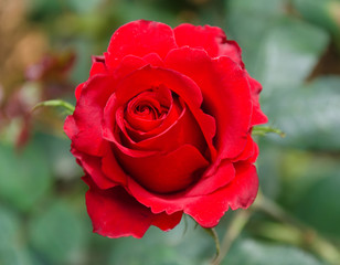 red rose close up