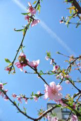 Beautiful pink blossoms on the tree branch against clear blue sky in a city park, on a sunny day in early spring. Concept of spring in urban environment.