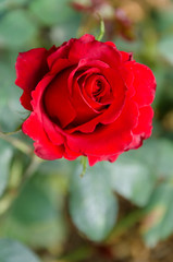 red rose close up