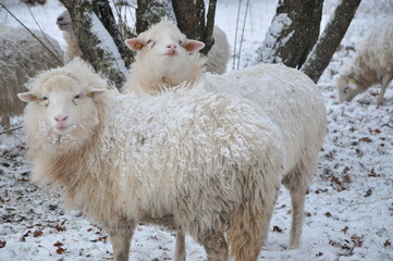 Fototapeta premium sheep