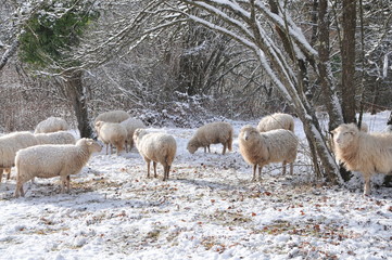 flock, sheep