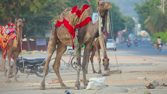 Camel riding in the streets of Jaipur