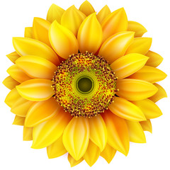Sunflower realistic illustration. EPS 10
