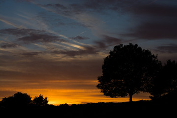 Baum mit  Sonnenuntergang