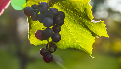 Harvesting Fresh Grapes