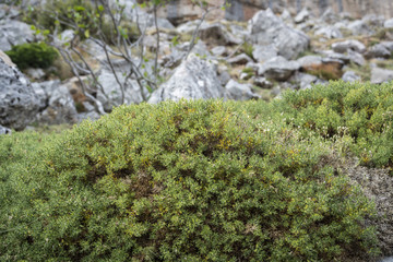 Specimen of the broom Genista hispanica subsp. occidentalis. Photo taken in Saliencia Valley, Somiedo Nature Reserve. It is located in the central area of the Cantabrian Mountains,Asturias, Spain