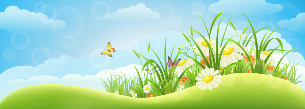 Spring meadow background  with grass, flowers and sky
