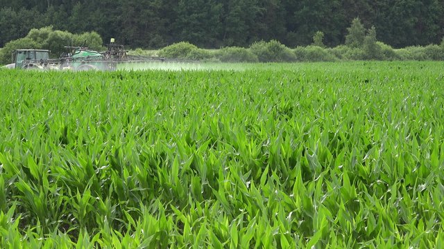 farm tractor fertilize green maize field from pesticide, herbicide at summertime in country. 4K UHD video clip. 