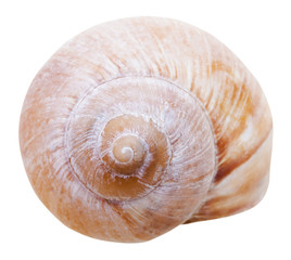 spiral mollusc shell of gastropoda snail isolated