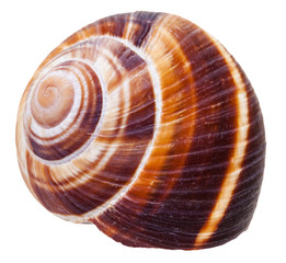 empty spiral mollusc shell of land snail isolated