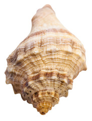 spiral shell of sea mollusc snail isolated