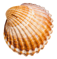bivalvia mollusk shell isolated on white