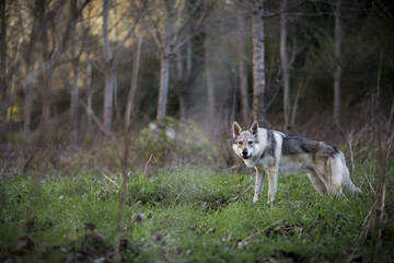 Tschechoslowakischer Wolfhund