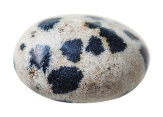 specimen of dalmatian jasper (Dalmatian stone)