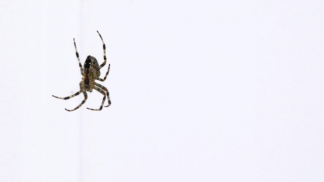 Spinne im Netz