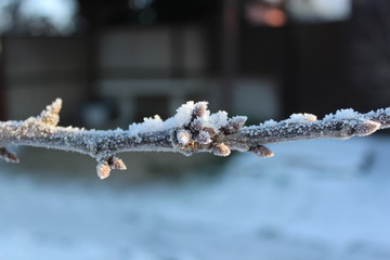 Kirschzweig im Winter