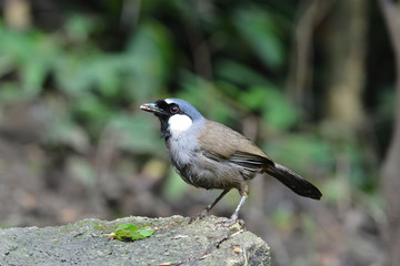 Birds,Black-throated Laughingthrush (Garrulax chinensis) 
